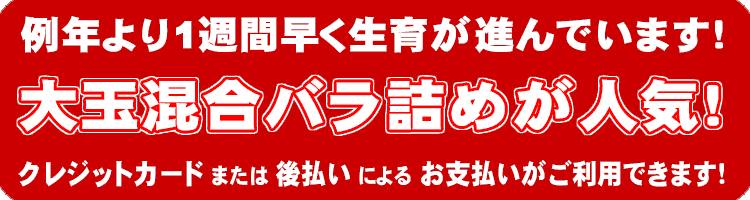 さくらんぼ大玉混合バラ詰めが人気
