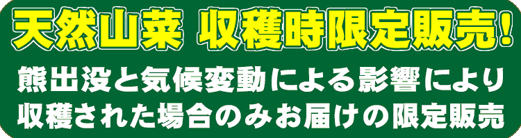 春の天然山菜　収穫時限定販売