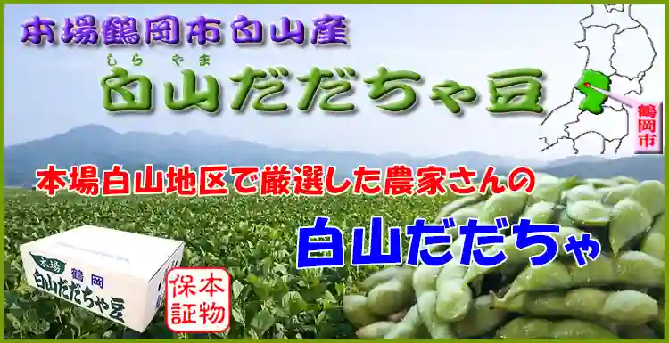 白山地区　だだちゃ豆畑
