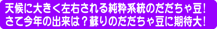 天候に大きく左右される純粋系統のだだちゃ豆