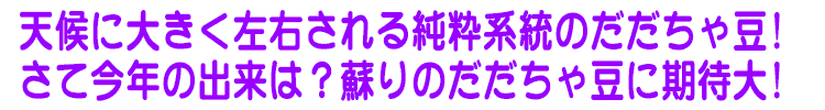 天候に大きく左右される純粋系統のだだちゃ豆