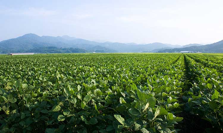 だだちゃ豆の本場 山形県鶴岡市白山地区