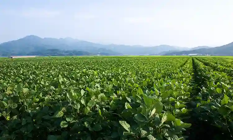 だだちゃ豆の本場　山形県鶴岡市白山地区