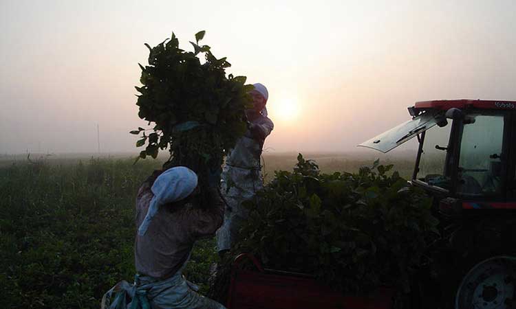 白山だだちゃ豆の収穫