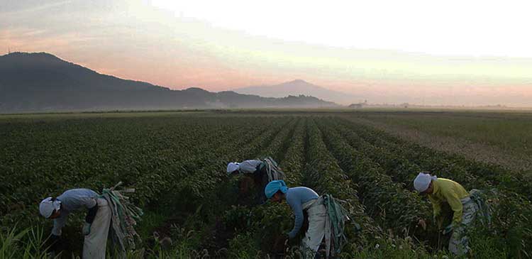 白山だだちゃ豆の収穫