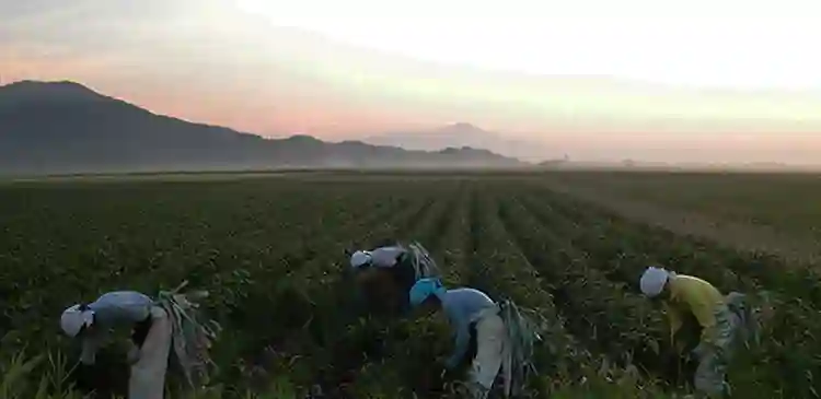 白山だだちゃ豆の収穫