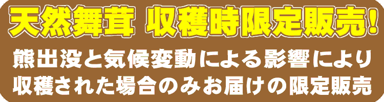 天然舞茸　収穫時限定販売