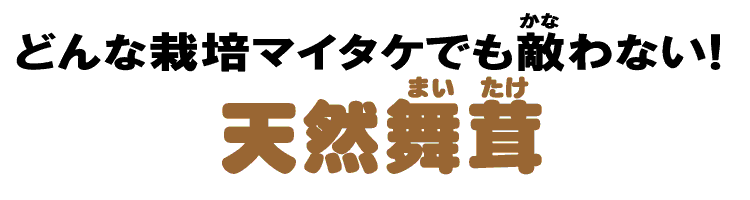 天然舞茸