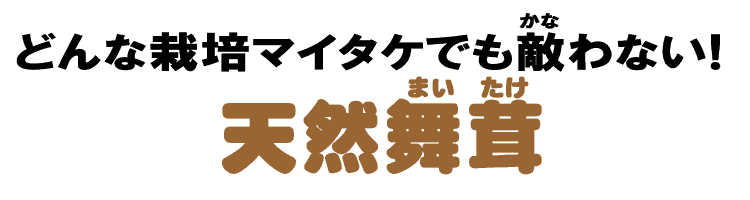 天然きのこ 山形の天然山菜専門卸問屋から産直通販 山菜屋 Com