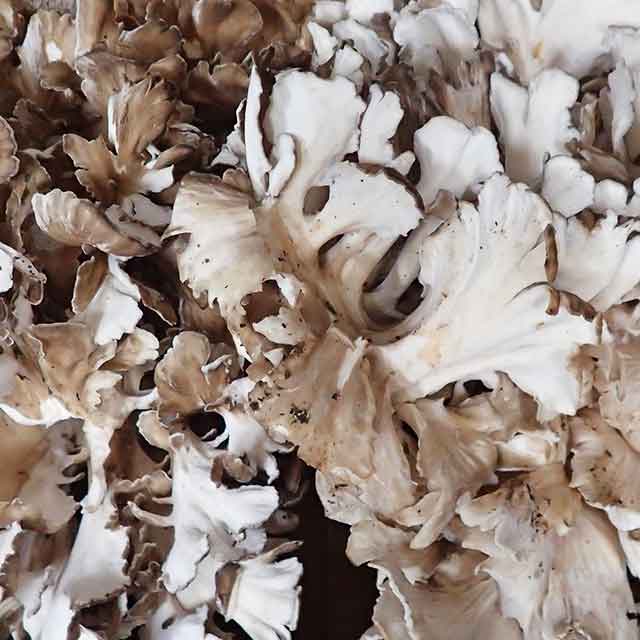 【天然舞茸】 1.5Kg 【天然舞茸】 1.5Kg