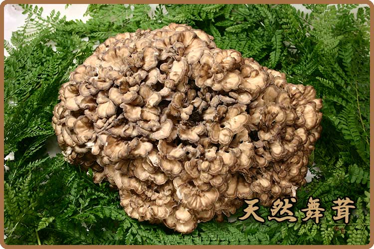 天然きのこ 山形の天然山菜専門卸問屋から産直通販 山菜屋 Com