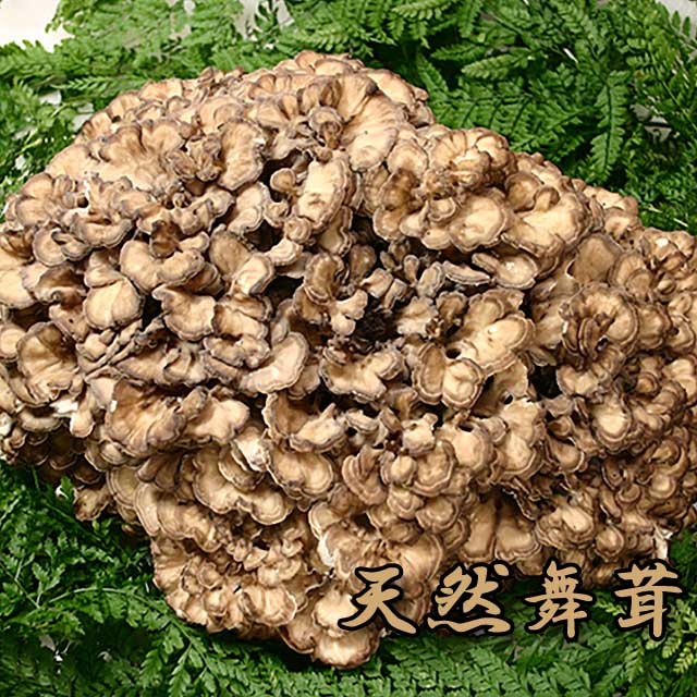 天然きのこ マイタケ 約1.2kg きのこ キノコ - 野菜