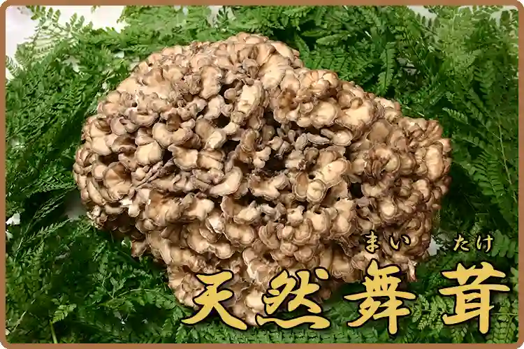 天然舞茸