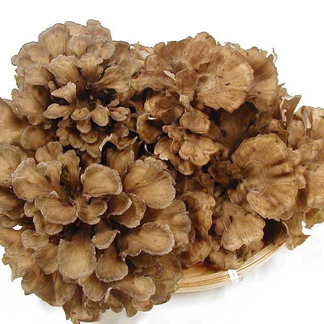 【天然舞茸】 500g 【天然舞茸】 500g