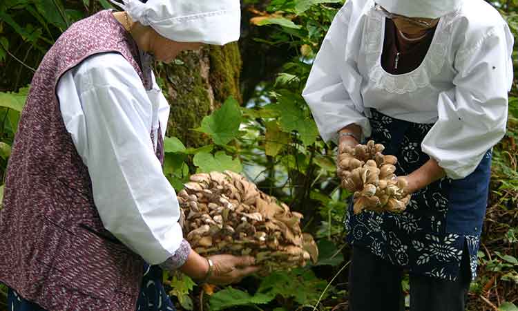 天然舞茸
