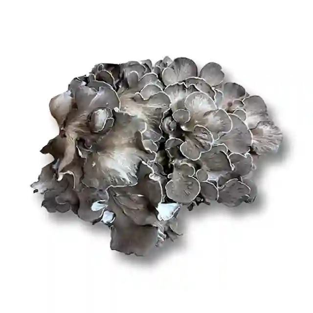 舞茸（準天然） 1Kg