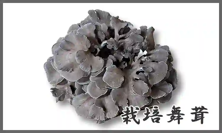 栽培舞茸
