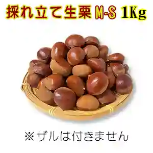 採れ立て生栗 M-Sサイズ1Kg
