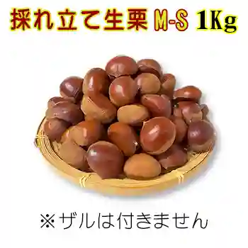 採れ立て生栗 M-Sサイズ 1Kg