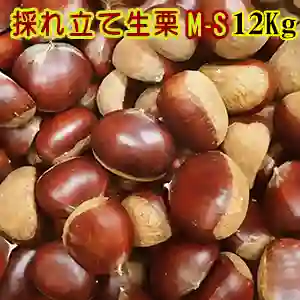 採れ立て生栗 M-Sサイズ 12Kg