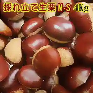 採れ立て生栗 M-Sサイズ 4Kg