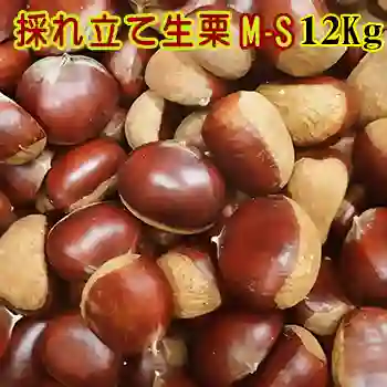 採れ立て生栗 M-Sサイズ 12Kg