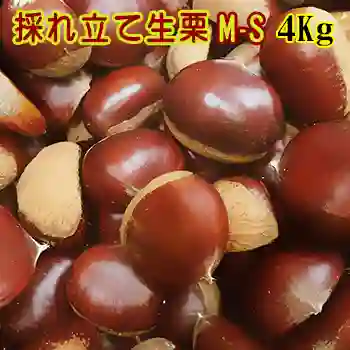 採れ立て生栗 M-Sサイズ 4Kg