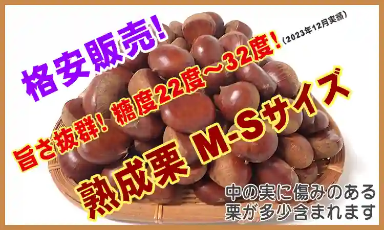 熟成栗 M-S