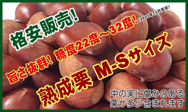 熟成栗 M-Sサイズ 無選別