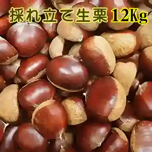 採れ立て生栗 12Kg