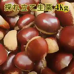 採れ立て生栗 4Kg