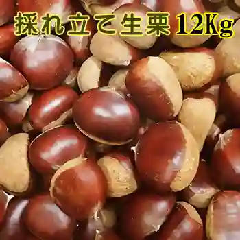 採れ立て生栗 12Kg