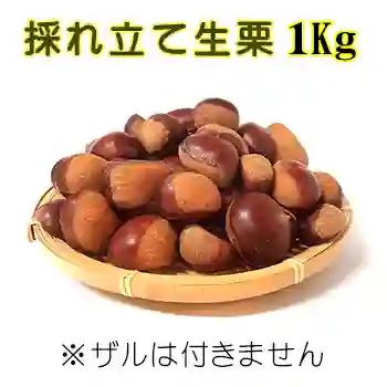 採れ立て生栗 1Kg