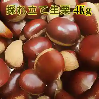 採れ立て生栗 4Kg