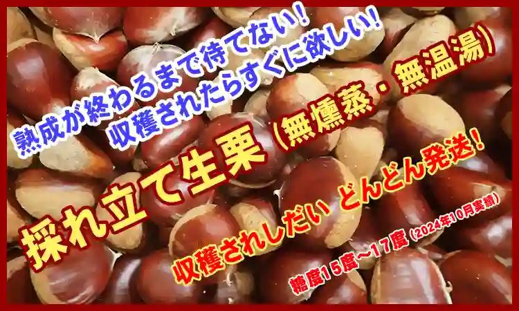 採れ立て生栗