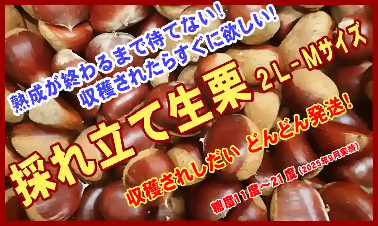 採れ立て生栗 2L-Mサイズ