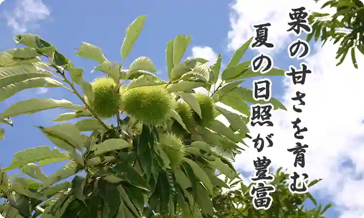 栗の甘味を育む夏の日照が国内最多