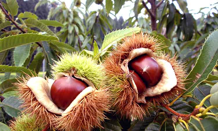 栗 通販 低温熟成で最高糖度30度の熟成栗を販売 山菜屋 Com