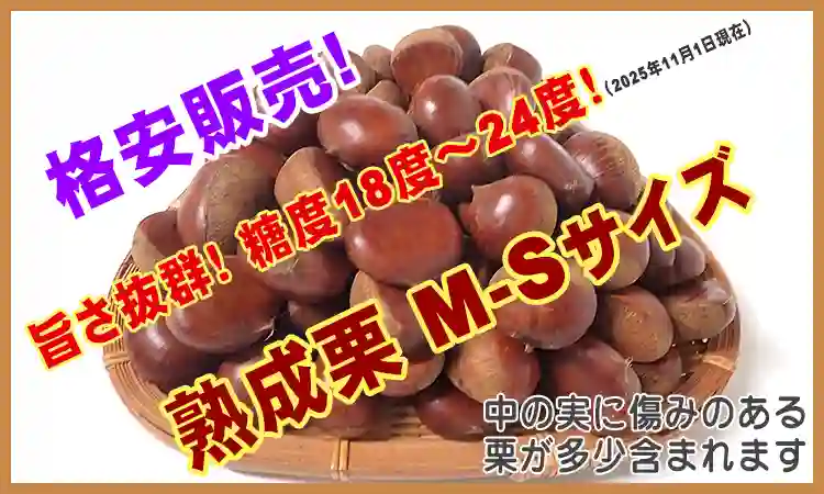 熟成栗 M-S