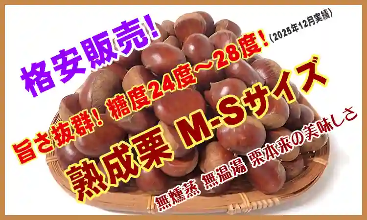 熟成栗 M-S