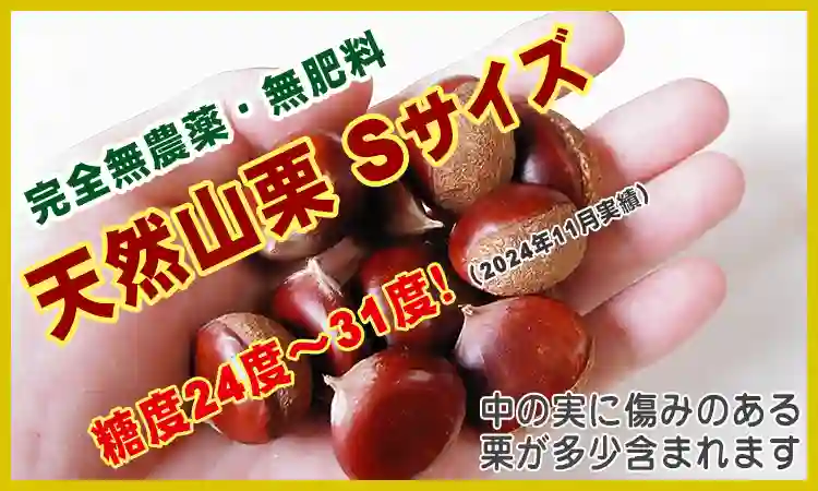 天然山栗 Sサイズ