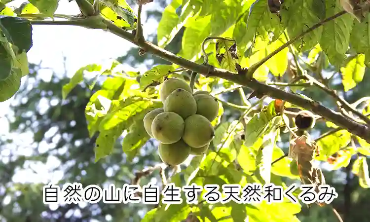 和胡桃の実