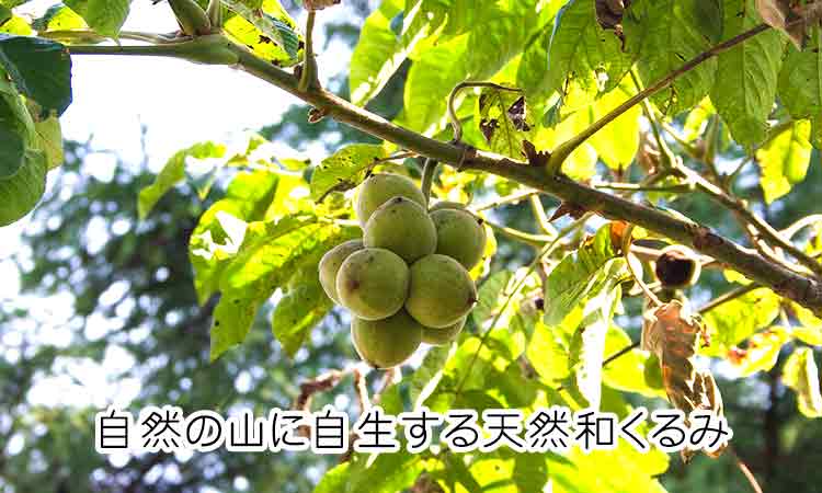 和くるみ（オニグルミ） 生で食べても安全な国産の天然胡桃｜山菜屋.com