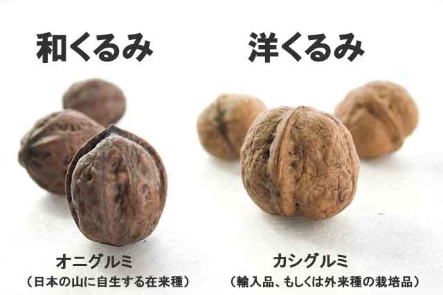 和くるみ オニグルミ 生で食べても安全な国産の天然胡桃 山菜屋 Com 和くるみ オニグルミ 生で食べても安全な国産の天然胡桃 山菜屋 Com