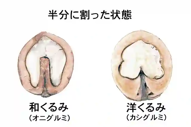 天然和くるみと洋くるみ 半分に割った状態