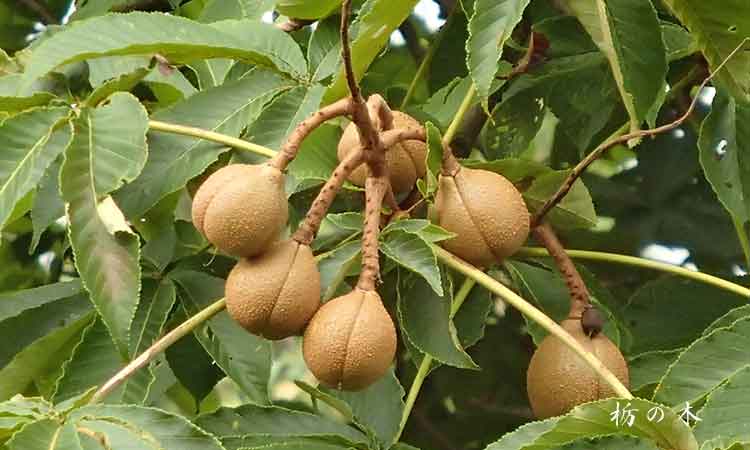 栃の実 とちのみ 通販 栃餅 とちもち の販売と作り方 山菜屋 Com 栃の実 とちのみ 通販 栃餅 とちもち の販売と作り方 山菜屋 Com