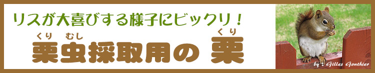 リスが大喜びする様子にびっくり