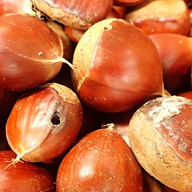栗 (栗虫採取用) 4Kg 栗 (栗虫採取用) 4Kg