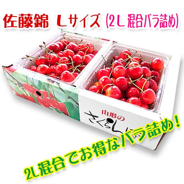 さくらんぼ 佐藤錦 山形県産 贈答用 ギフト 自家農園栽培 １kg ２Lサイズ 予約商品 輸入