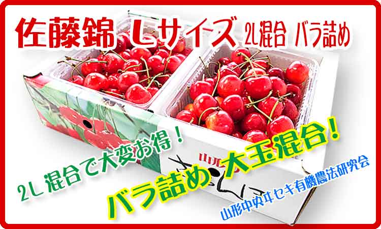 お勧め！ さくらんぼ佐藤錦 バラ詰め1Kg